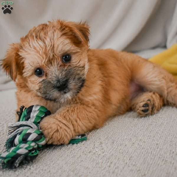 Benny, Morkie / Yorktese Puppy